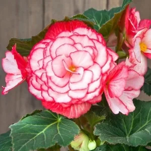 Begonia Glory Hot Tip Rose Seeds - 1000 Count Flower Seeds for Indoor & Outdoor - Image 1