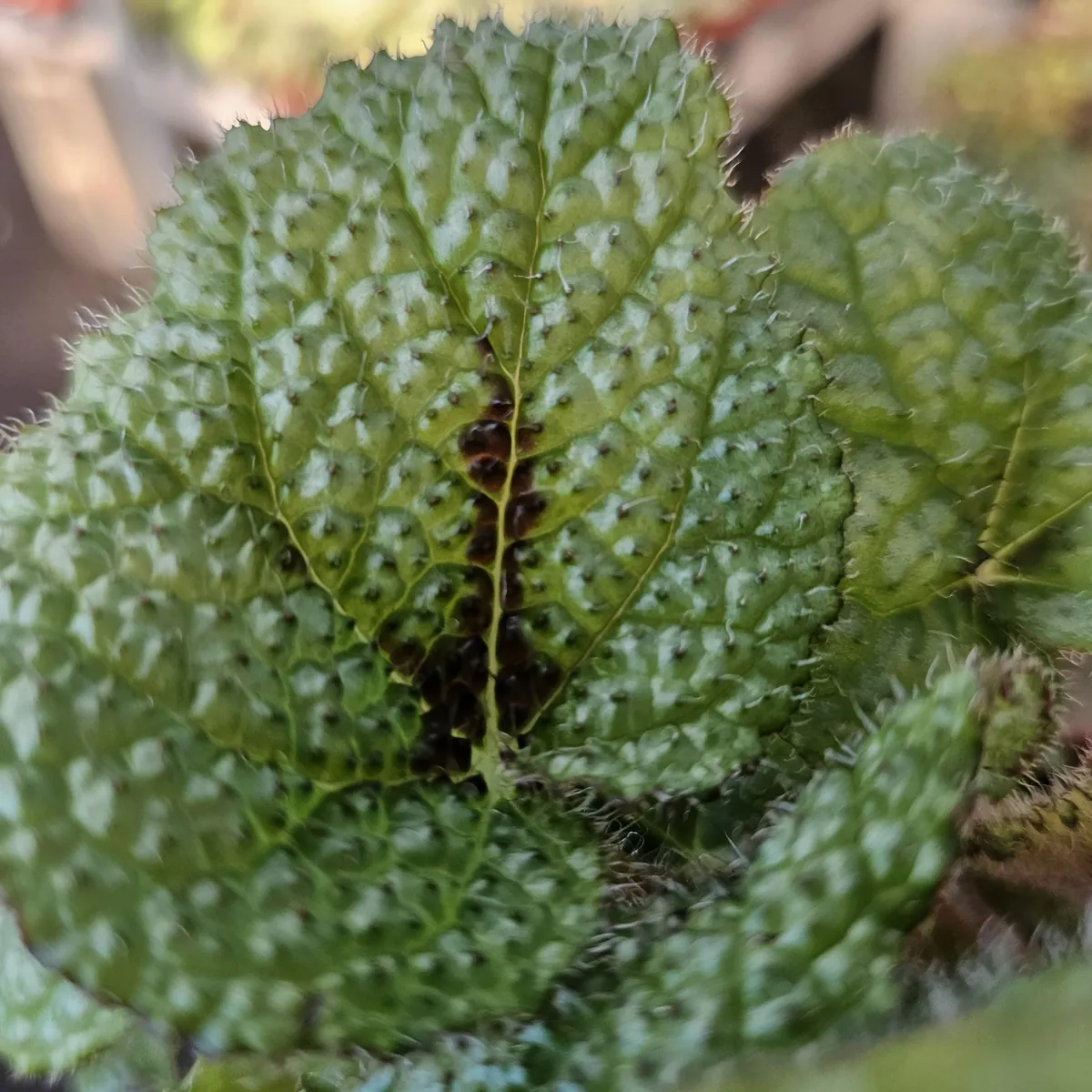 Begonia Iron Cross Live Plant - Begonia masoniana - 4in Pot - Indoor Houseplant - Image 2