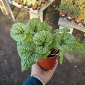 Begonia Iron Cross Live Plant - Begonia masoniana - 4in Pot - Indoor Houseplant - Image 3