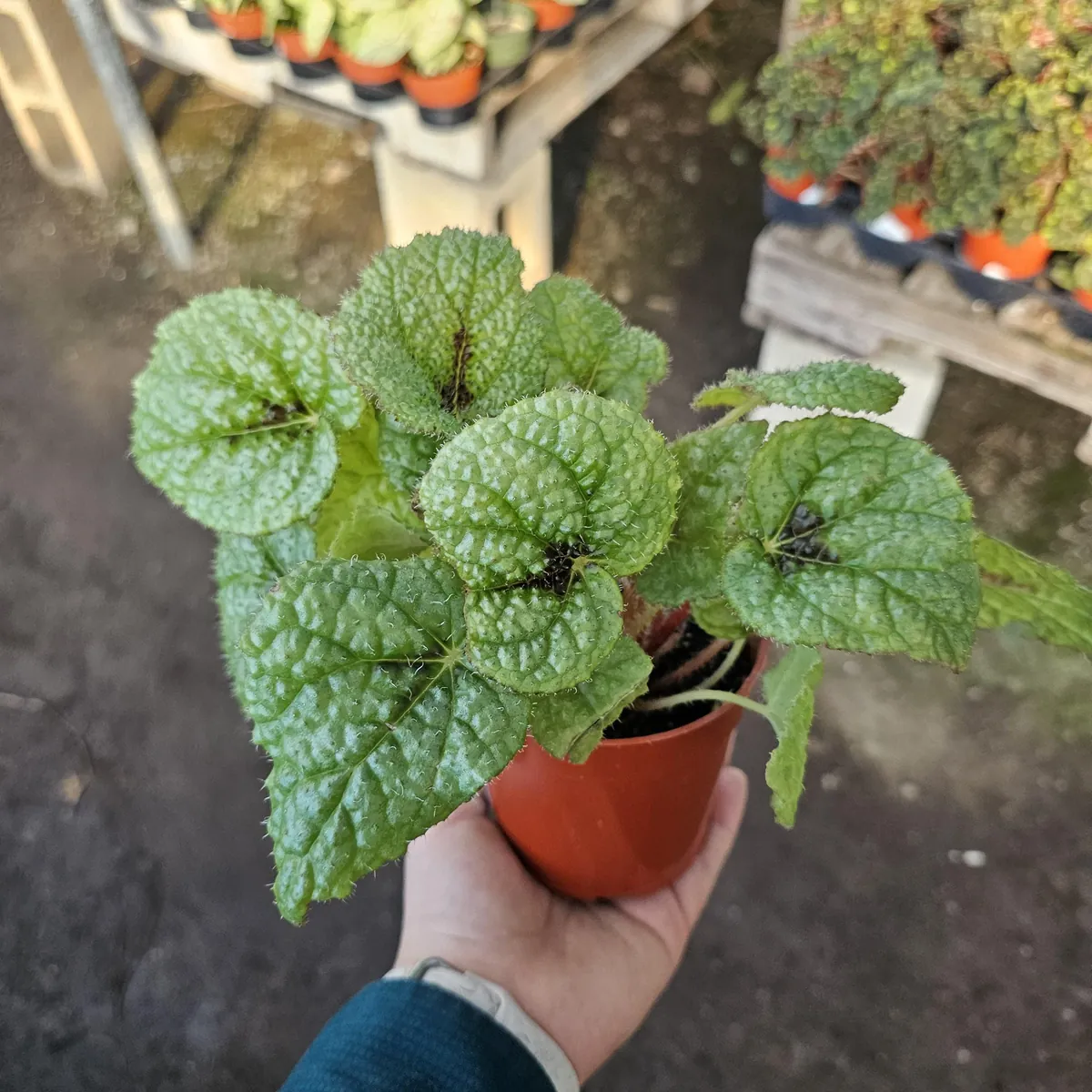 Begonia Iron Cross Live Plant - Begonia masoniana - 4in Pot - Indoor Houseplant - Image 3