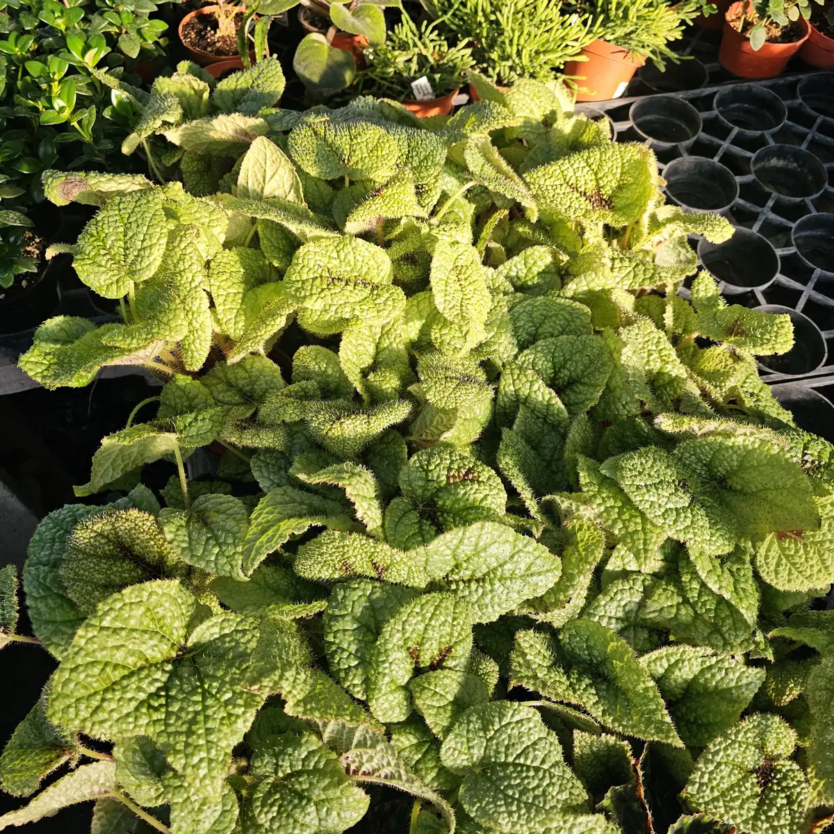 Begonia Iron Cross Live Plant - Begonia masoniana - 4in Pot - Indoor Houseplant - Image 4