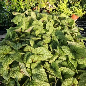 Begonia Iron Cross Live Plant - Begonia masoniana - 4in Pot - Indoor Houseplant - Image 5