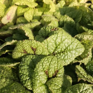 Begonia Iron Cross Live Plant - Begonia masoniana - 4in Pot - Indoor Houseplant - Image 6