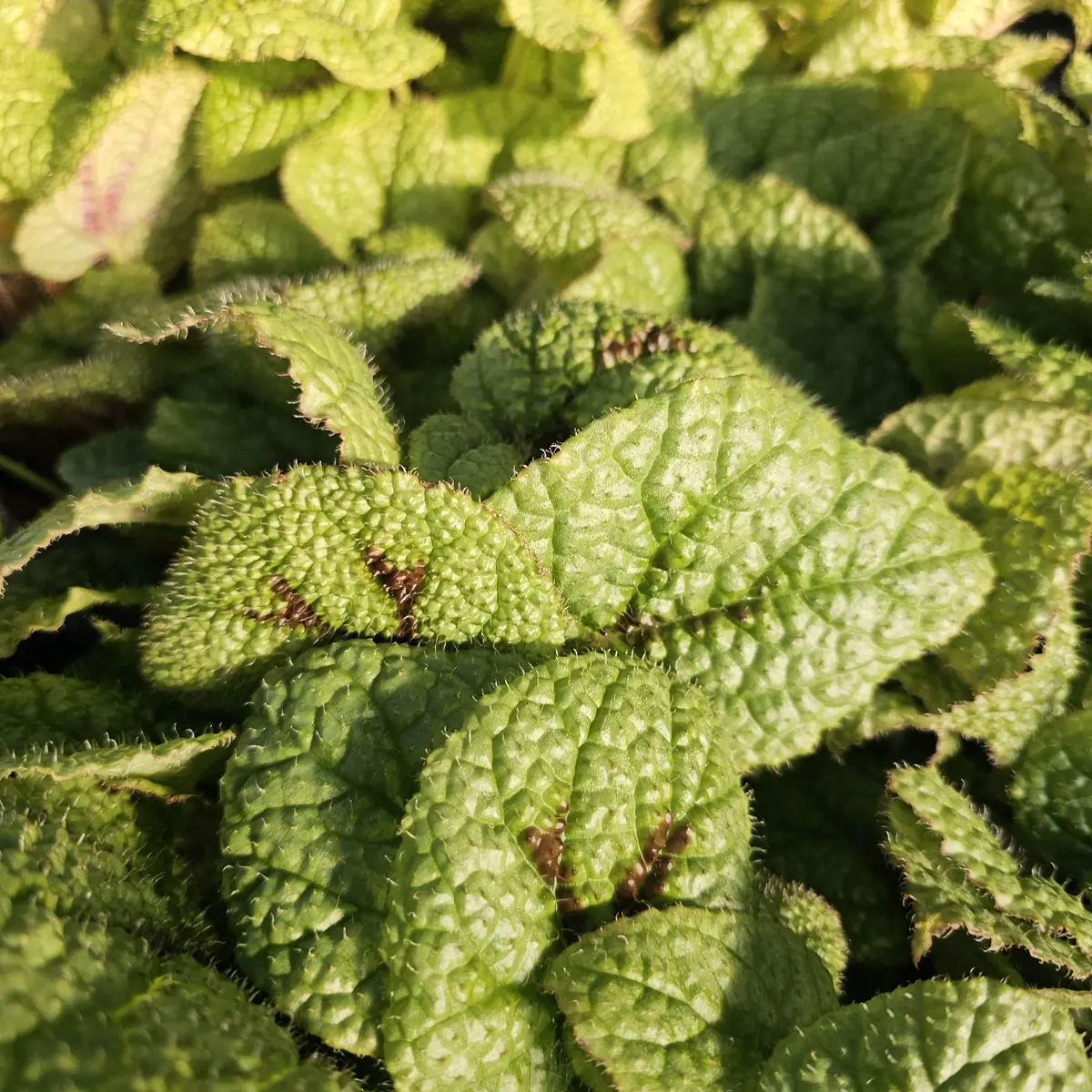 Begonia Iron Cross Live Plant - Begonia masoniana - 4in Pot - Indoor Houseplant - Image 6