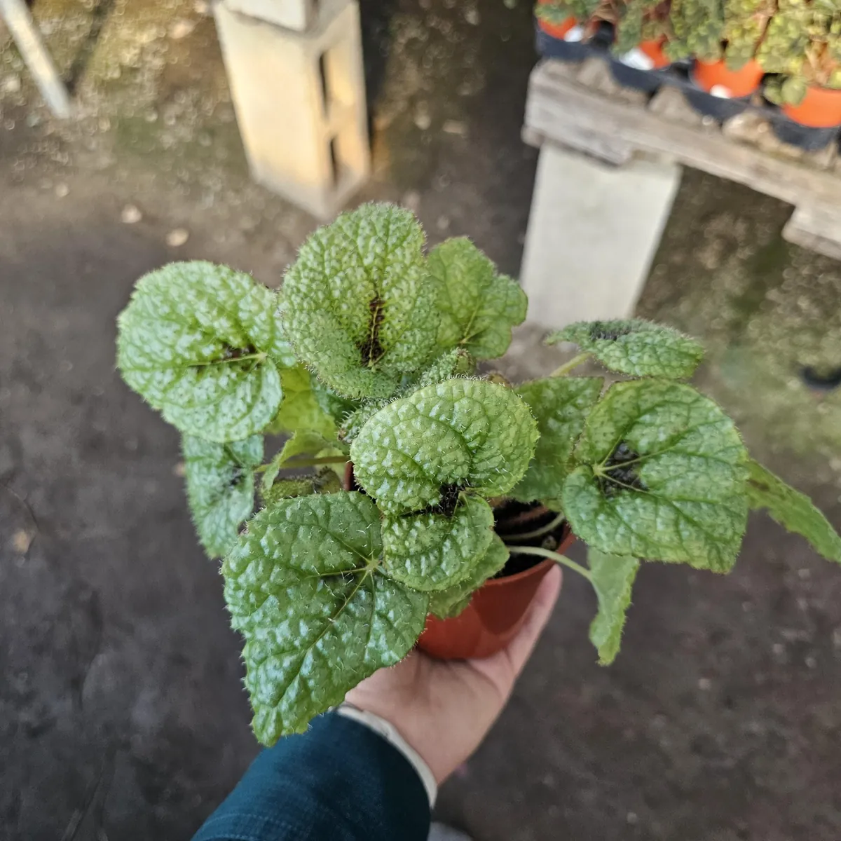 Begonia Iron Cross Live Plant - Begonia masoniana - 4in Pot - Indoor Houseplant - Image 1