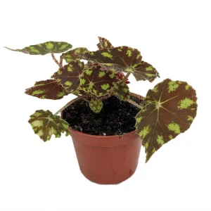 Begonia Little Darling Live Plant – 2.5 inch Pot – Terrarium & Houseplant - Image 2