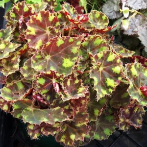 Begonia Little Darling Live Plant – 2.5 inch Pot – Terrarium & Houseplant - Image 1