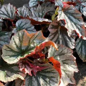 Begonia 'Looking Glass' Live Plant – 6 inch Potted Houseplant - Image 2