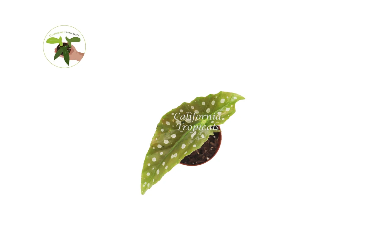 Begonia Maculata Live Plant – 2 inch Pot – Polka Dot Begonia Houseplant - Image 2