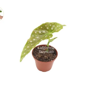Begonia Maculata Live Plant – 2 inch Pot – Polka Dot Begonia Houseplant - Image 1