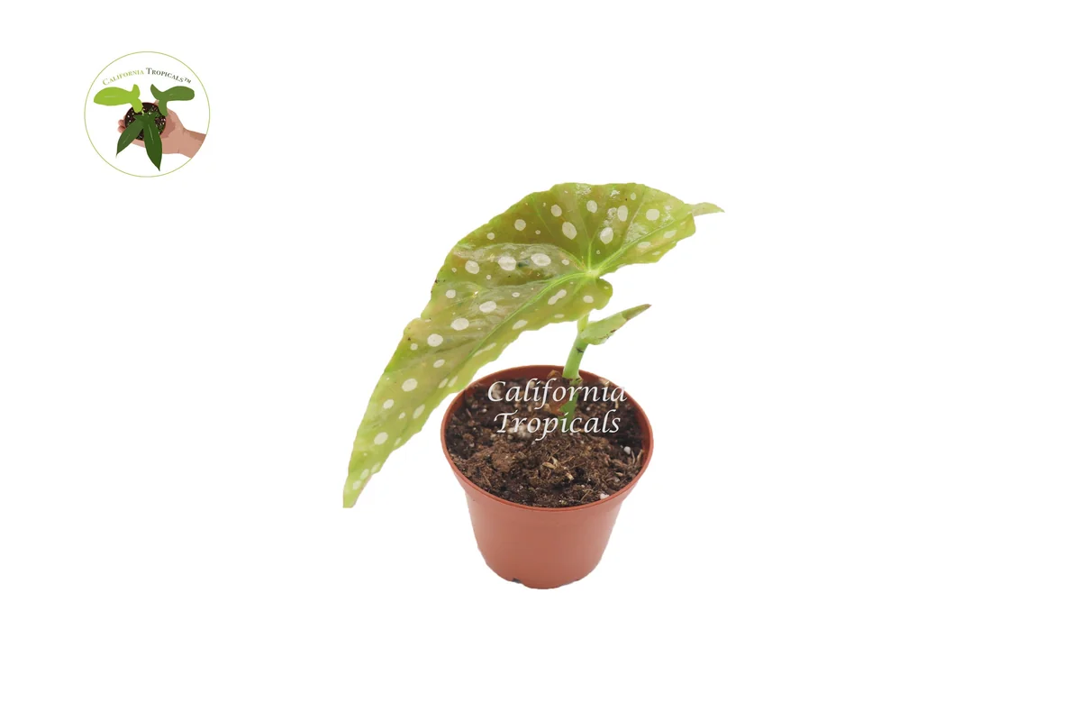 Begonia Maculata Live Plant – 2 inch Pot – Polka Dot Begonia Houseplant - Image 1