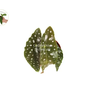 Begonia Maculata Live Plant – 4'' Potted Angel Wing Begonia – Indoor Houseplant - Image 2