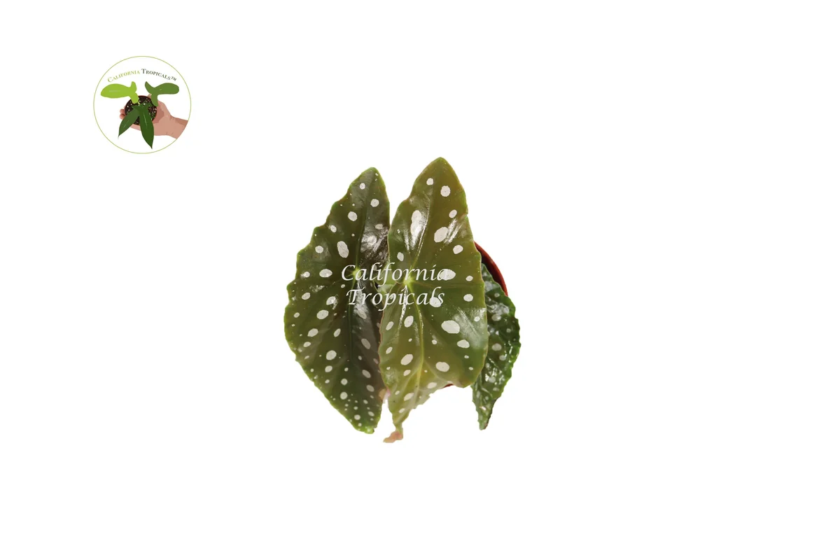 Begonia Maculata Live Plant – 4'' Potted Angel Wing Begonia – Indoor Houseplant - Image 2
