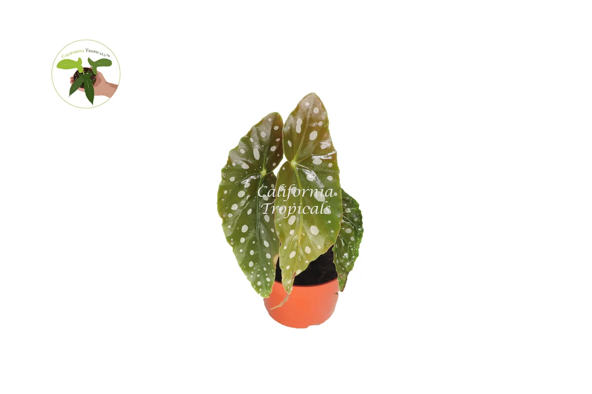 Begonia Maculata Live Plant – 4'' Potted Angel Wing Begonia – Indoor Houseplant - Image 1