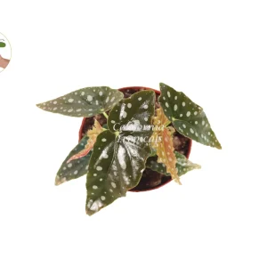 Begonia Maculata Live Plant – 6 inch Potted Houseplant – Indoor - Image 2