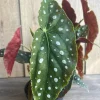 Begonia Maculata Live Plant – Polka Dot Begonia – 6 Inch Pot – Indoor Houseplant - Image 1