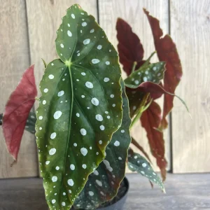 Begonia Maculata Live Plant – Polka Dot Begonia – 6 Inch Pot – Indoor Houseplant - Image 3