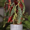 Begonia Maculata Live Plant – Polka Dot Begonia Starter Plant, Indoor - Image 1