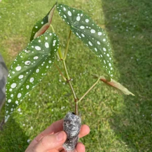 Begonia Maculata Live Plant – Polka Dot Begonia Starter Plant, Indoor - Image 3