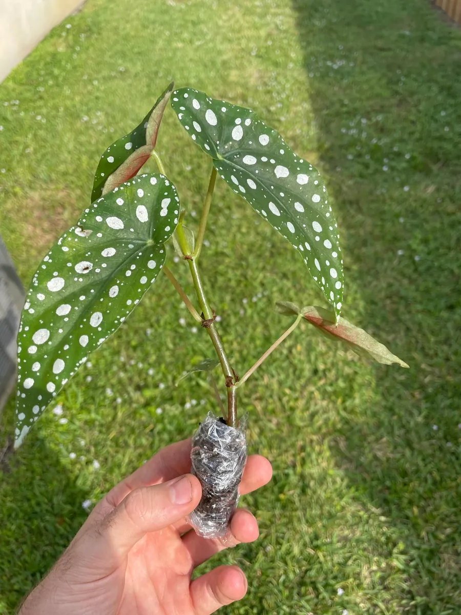 Begonia Maculata Live Plant – Polka Dot Begonia Starter Plant, Indoor - Image 3