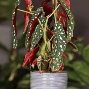 Begonia Maculata Live Plant – Polka Dot Begonia Starter Plant, Indoor - Image 1