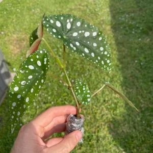 Begonia Maculata Live Plant – Polka Dot Begonia Starter Plant, Indoor - Image 4