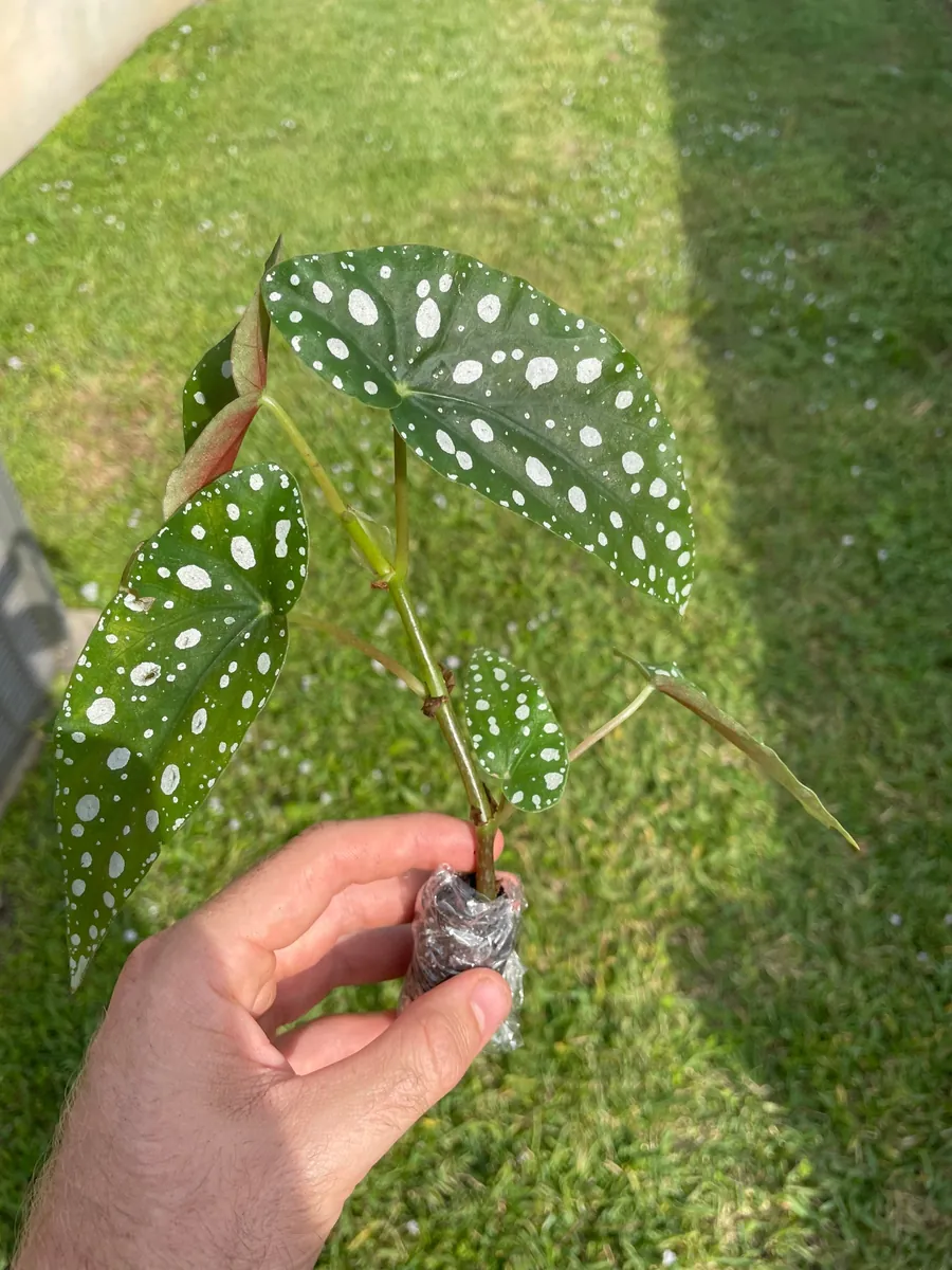 Begonia Maculata Live Plant – Polka Dot Begonia Starter Plant, Indoor - Image 4