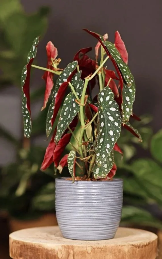 Begonia Maculata Live Plant – Polka Dot Begonia Starter Plant, Indoor - Image 1