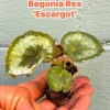 Begonia Rex Escargot Live Plant – Spiral Leaf Houseplant – 2-4 Inch Tall - Image 1