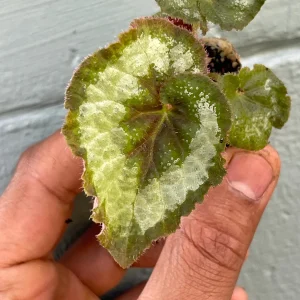 Begonia Rex Escargot Live Plant – Spiral Leaf Houseplant – 2-4 Inch Tall - Image 3