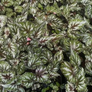 Begonia Rex 'Jurassic Pink Splash' Live Plant - 3.5