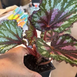Begonia Rex 'Jurassic Pink Splash' Live Plant - 3.5