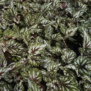 Begonia Rex 'Jurassic Pink Splash' Live Plant - 3.5