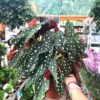 Begonia Rex Maculata 'Angel Wing' Live Plant – Potted Houseplant Indoor - Image 1