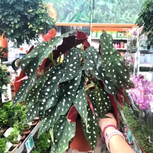 Begonia Rex Maculata 'Angel Wing' Live Plant – Potted Houseplant Indoor - Image 1