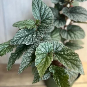 Begonia Snow Capped Live Plant – Elegant Houseplant 6