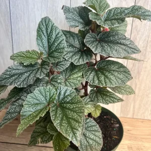 Begonia Snow Capped Live Plant – Elegant Houseplant 6