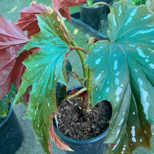 Begonia 'Sophie Cecile' Live Plant – 1 ft Tall – 1 Gallon Pot – Indoor/Outdoor - Image 2
