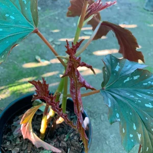 Begonia 'Sophie Cecile' Live Plant – 1 ft Tall – 1 Gallon Pot – Indoor/Outdoor - Image 3