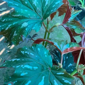 Begonia 'Sophie Cecile' Live Plant – 1 ft Tall – 1 Gallon Pot – Indoor/Outdoor - Image 1