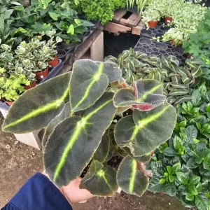 Begonia Striped Live Plant - 4