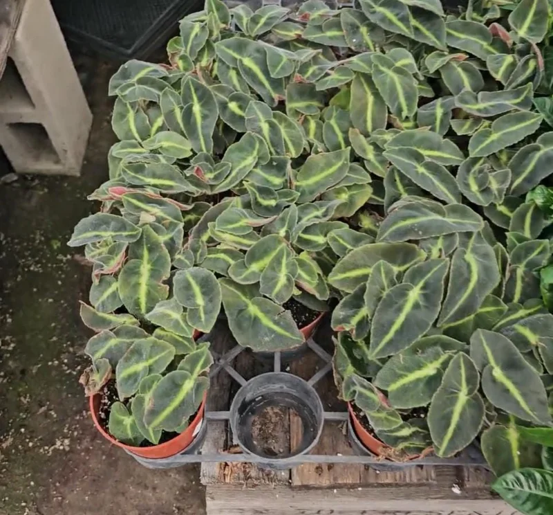 Begonia Striped Live Plant - 4" Pot - Decorative Indoor Houseplant - Image 3