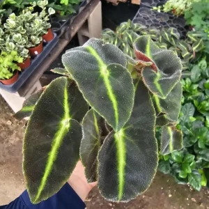 Begonia Striped Live Plant - 4