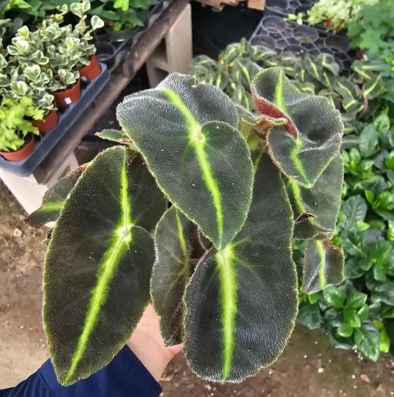 Begonia Striped Live Plant - 4" Pot - Decorative Indoor Houseplant - Image 4