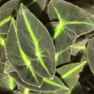 Begonia Striped Live Plant - 4