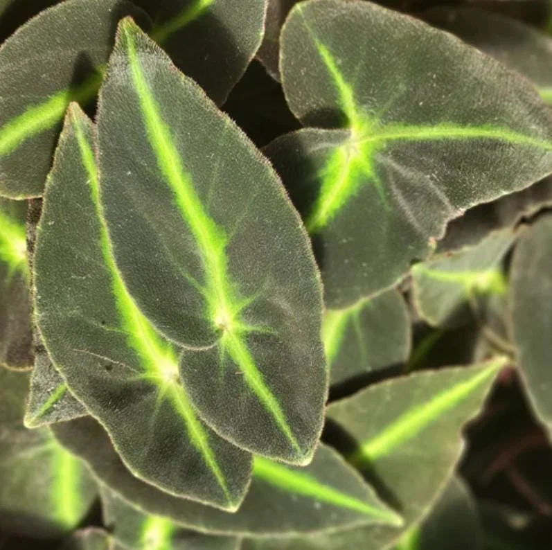 Begonia Striped Live Plant - 4" Pot - Decorative Indoor Houseplant - Image 1