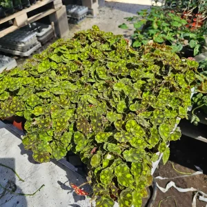 Begonia Tiger Paws Live Plant – Rare 4in Potted Houseplant – Unique Foliage - Image 3