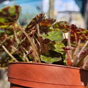Begonia Tiger Paws Live Plant – Rare 4in Potted Houseplant – Unique Foliage - Image 4