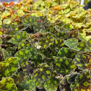 Begonia Tiger Paws Live Plant – Rare 4in Potted Houseplant – Unique Foliage - Image 6