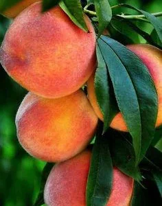 Belle of Georgia Peach Tree Bare-Root - Freestone Fruit Tree, Zones 5-8 - Image 8